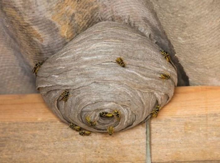 蜂の巣を自分で駆除 経験者が教える安全な駆除手順 即日対応の業者 ハチの知恵袋 読めばトクするハチ対策