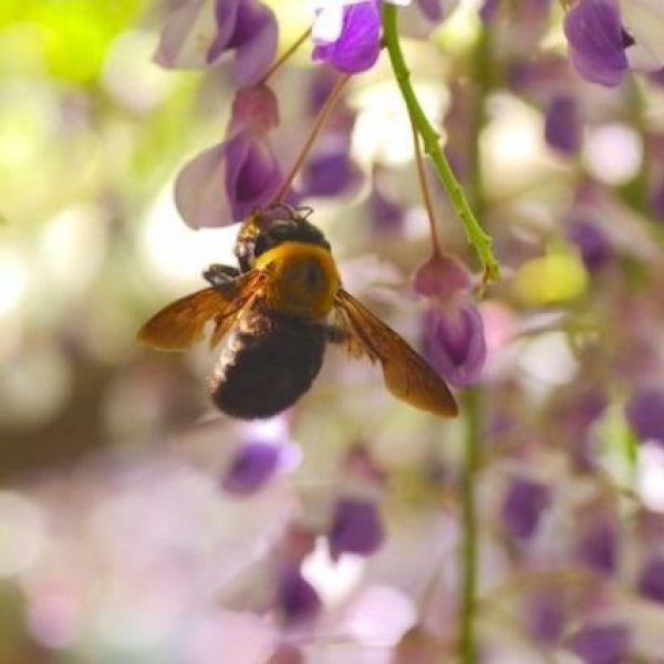 黒いハチ 近くにクマバチが 危険 詳しい生態と対処法を知ろう ハチの知恵袋 読めばトクするハチ対策