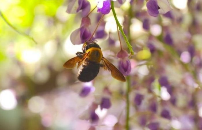 黒いハチ 近くにクマバチが 危険 詳しい生態と対処法を知ろう ハチの知恵袋 読めばトクするハチ対策