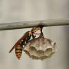 札幌の蜂の巣駆除は役所に頼めない！どの業者がベストか解説します