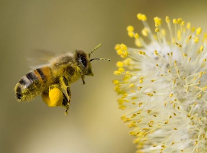 写真で見分ける あなたを脅かす蜂の種類は 生態から危険性まで ハチの知恵袋 読めばトクするハチ対策