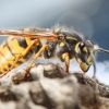 【詳しく解説】スズメバチ全17種類の特徴と危険性をチェック