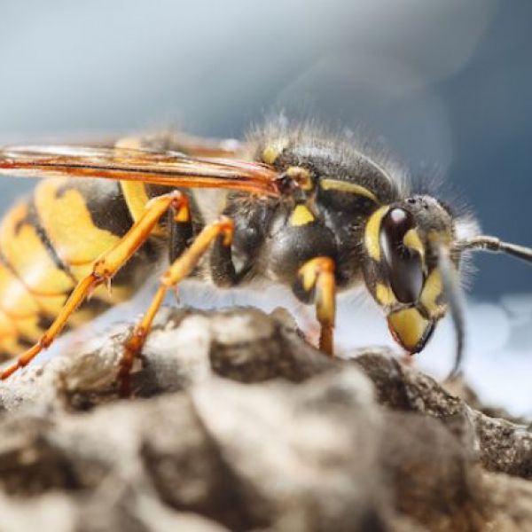 詳しく解説 スズメバチ全17種類の特徴と危険性をチェック ハチの知恵袋 読めばトクするハチ対策