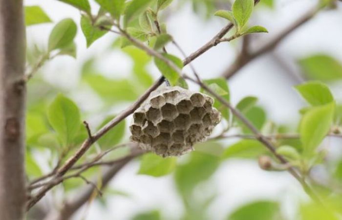 25__9f6ff7097605af8270817af4f3