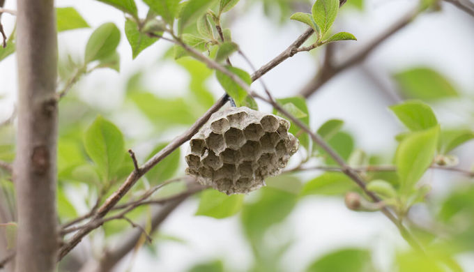 【写真でわかる】アシナガバチの巣の特徴と危険性、今すぐできる対策