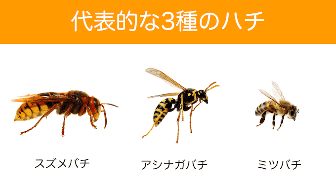 蜂の比較