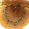 【駆除すべき？】ミツバチの恩恵と巣の被害&退治せずに撤去する方法