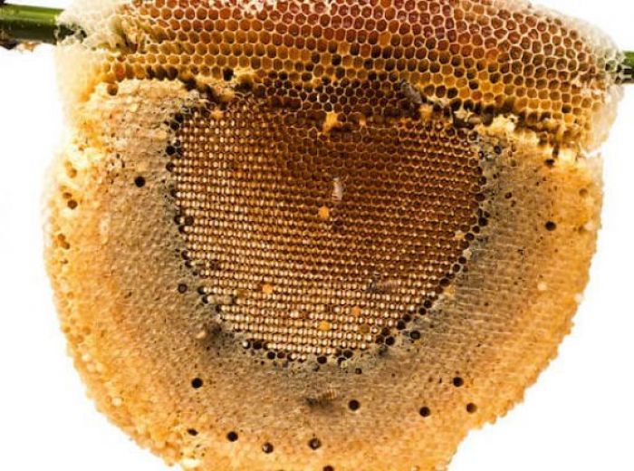 ドイツミツバチ、蜂の巣の煙出し