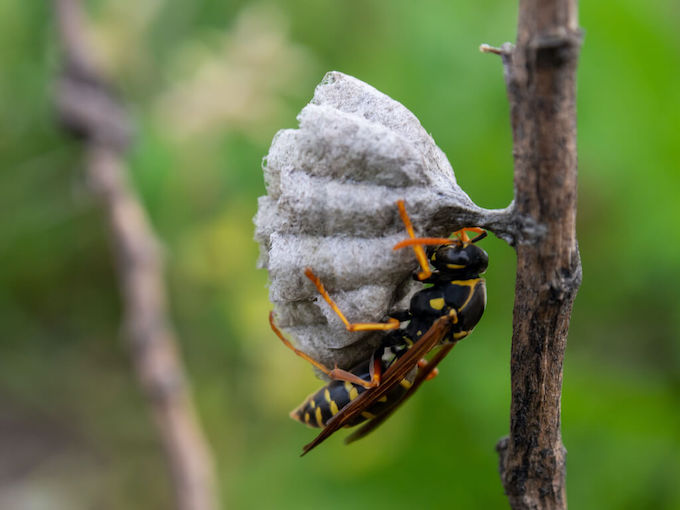 フタモンアシナガバチの巣