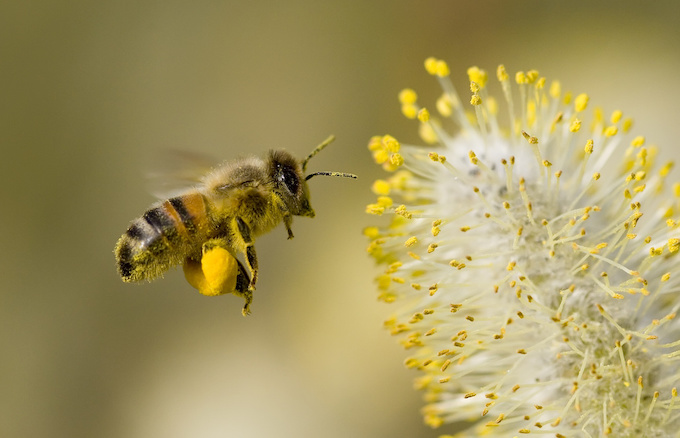 【写真で見分ける】あなたを脅かす蜂の種類は？生態から危険性まで
