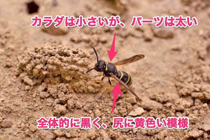 写真で見分ける あなたを脅かす蜂の種類は 生態から危険性まで ハチの知恵袋 読めばトクするハチ対策
