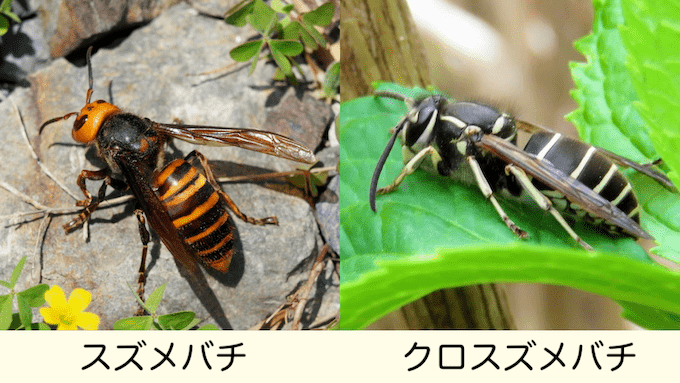 スズメバチとクロスズメバチの写真