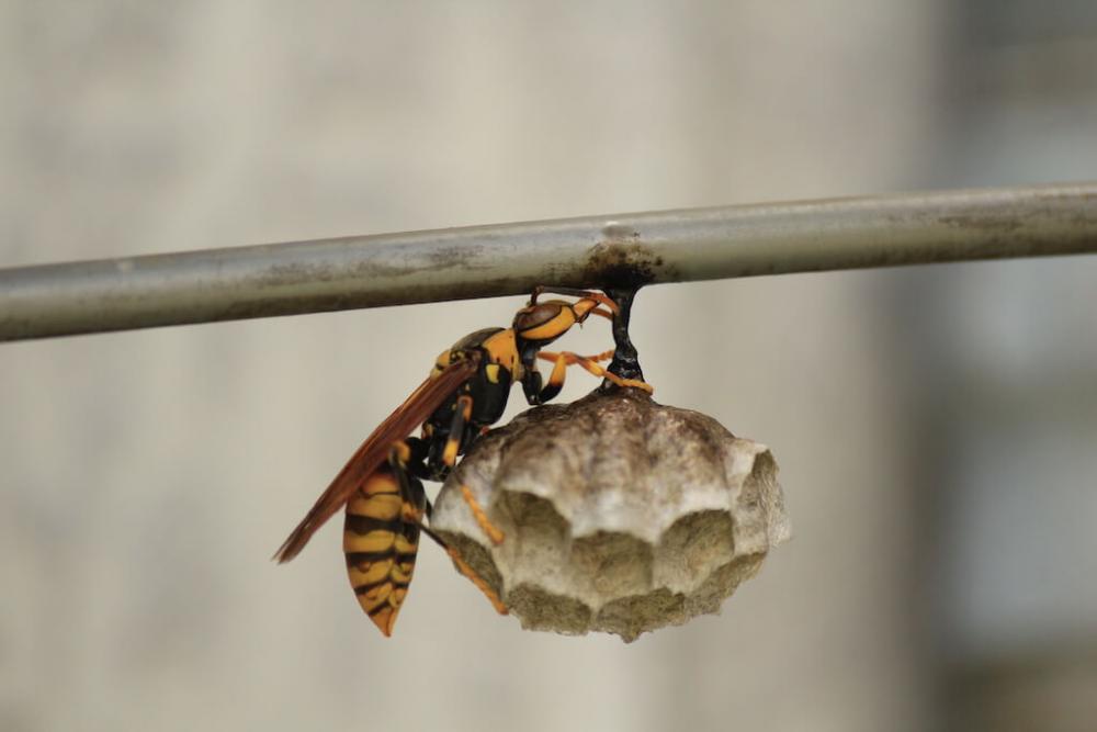 札幌の蜂の巣駆除は役所に頼めない！どの業者がベストか解説します