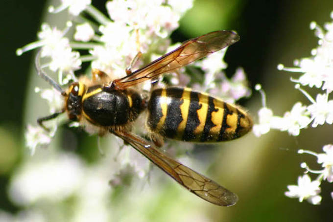キオビホオナガスズメバチ