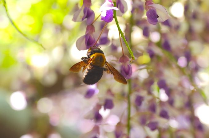 【黒いハチ】近くにクマバチが…！危険？詳しい生態と対処法を知ろう