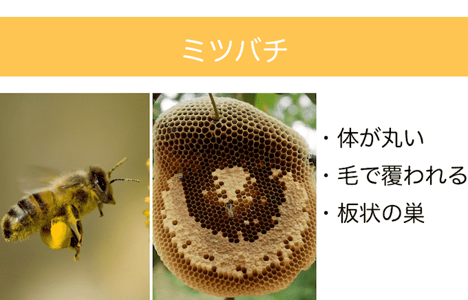 ミツバチの見分け方
