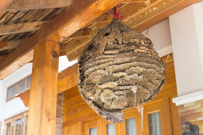 【一目でわかる】蜂の巣を写真でジャッジ！蜂の種類と危険性、駆除法