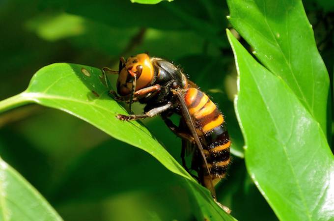 詳しく解説 スズメバチ全17種類の特徴と危険性をチェック ハチの知恵袋 読めばトクするハチ対策