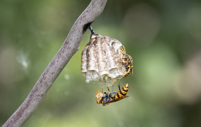 セグロアシナガバチの巣