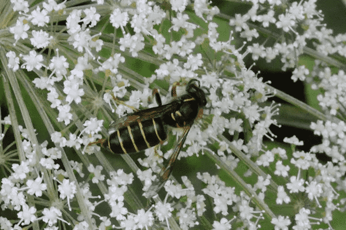 シロオビホオナガスズメバチ
