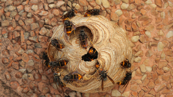 スズメバチと巣